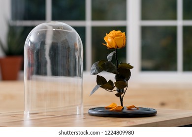 Live Rose In A Glass Flask