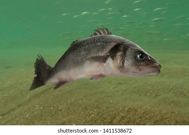 Live Sea Bass Fish Close To The Seabed