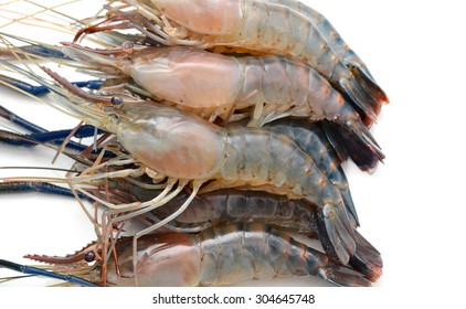 Live Shrimp