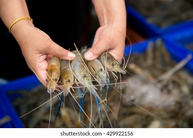 Live Shrimp In Basket 