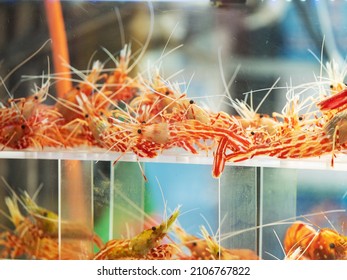 Live Shrimp In Restaurant Tank 