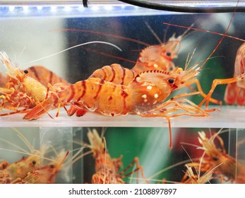 Live Shrimp In Restaurant Tank