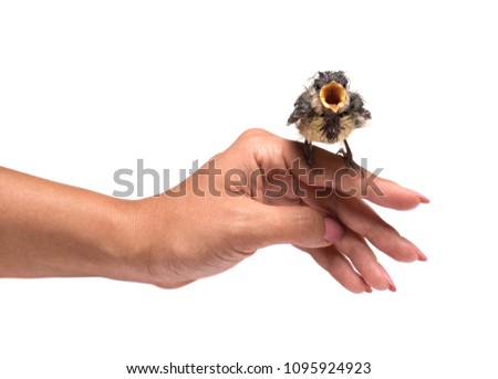Live small chick in hand