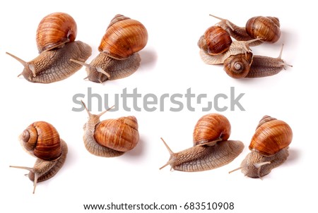 live snail crawling on white background close-up macro. Set or collection