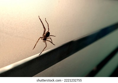 Live Spider Crawling On Window In House