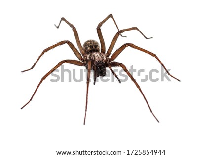 live terrible spider predator isolated on white