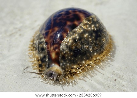 Live tiger cowrie sea snail (latin Cypraea tigris) on white sand. The mottled black and brown shell is partially covered by the protective mantle and white pin-like projections.