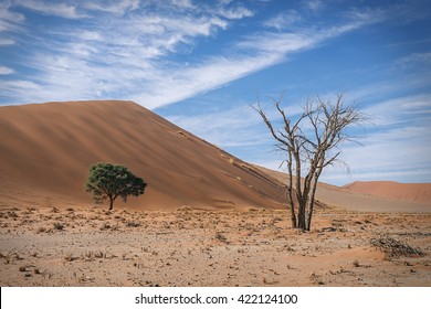 terrestrial habitat desert