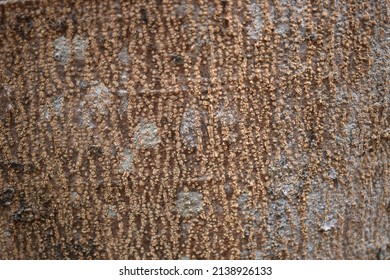 146,431 Tree skin texture Images, Stock Photos & Vectors | Shutterstock