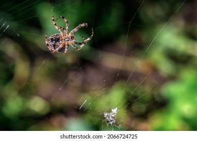 Live, Ugly Garden Cross Spider Constructing New Web