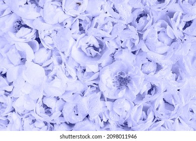 Live wall with many tender wild dog roses with water drops. Top view botanical background. Full bloom wallpaper, decoration, creative flora design. Trendy flower carpet toned very peri color of 2022