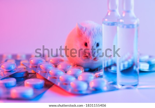 A live white laboratory experimental\
mouse sits on pills.Concept medical manipulation on animals,vaccine\
experiment,testing of\
drugs,vitamins.