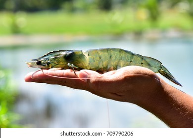Live white shrimp broodstock size. Vannamei shrimp broodstock in pond culture