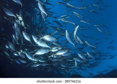 Live Wild Tuna Fish Underwater In Ocean