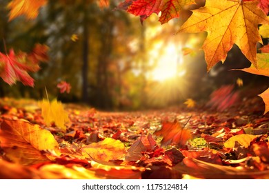 Lively closeup of falling autumn leaves with vibrant backlight from the setting sun - Shutterstock ID 1175124814