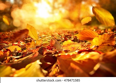 Lively closeup of falling autumn leaves with vibrant backlight from the sun - Shutterstock ID 478471585