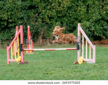 A lively cocker spaniel jumping over an agility hurdle in a grassy field during a dog agility competition.