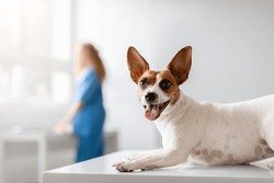 Lively Jack Russell Terrier Lying On A Vet's Exam Table, Looking Directly At The Camera With A Playful Expression, As The Veterinarian Works In The Background