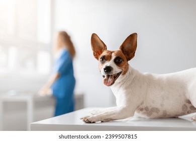Lively Jack Russell Terrier lying on a vet's exam table, looking directly at the camera with a playful expression, as the veterinarian works in the background