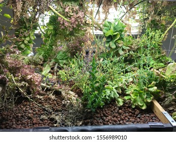 Lively Plants In A Science Classroom