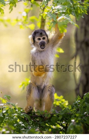 A lively squirrel monkey perched on a leafy branch in a sunlit forest, showcasing its playful nature.
