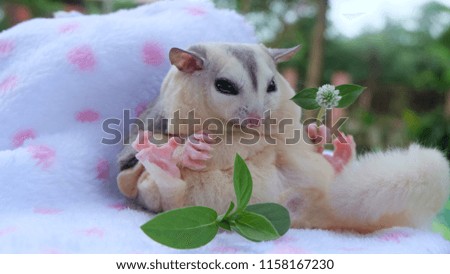 Similar – Image, Stock Photo Lap Rat Feminine Child