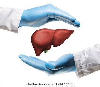 Liver between two palms on white isolated background. Concept of a healthy liver.