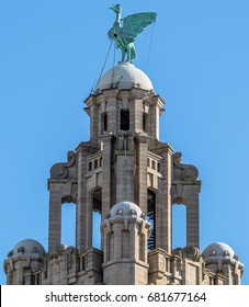 Liver Bird