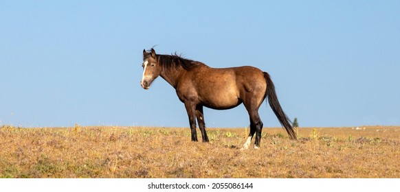 LIver Chestnut Wild Horse Mustang Mare in the Pryor Mountains Wild Horse Refuge Sanctuary on the border of Wyoming Montana in the United States - Powered by Shutterstock