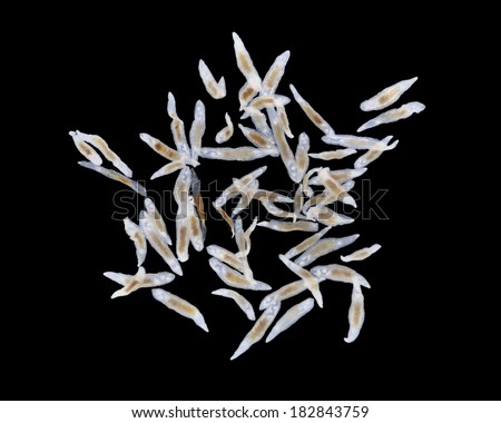 Liver fluke 