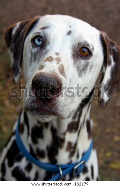 blue eyed dalmatian