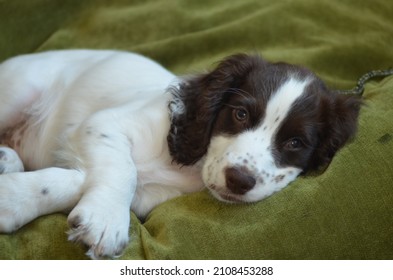 601 Liver white spaniel Images, Stock Photos & Vectors | Shutterstock