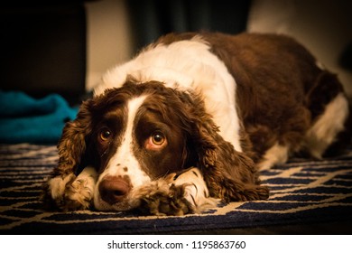 White Ear Fur Images Stock Photos Vectors Shutterstock