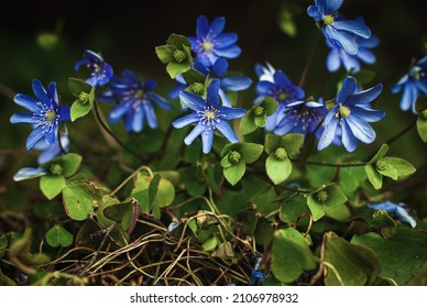 Liverleaf (Hepatica nobilis) is early-blooming perennial wildflower in shady woodland spring garden