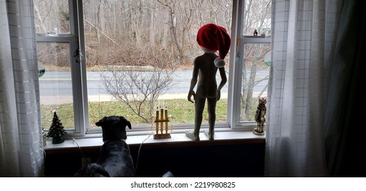 Liverpool, NS, CAN, November 24, 2019 - A Black Lab Dog With Its Head Above A Windowsill Looking Out As Christmas Decorations Line The Windowsill Along With An Alien Figure That Is Wearing A Red Hat. 