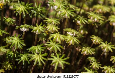 Liverwort