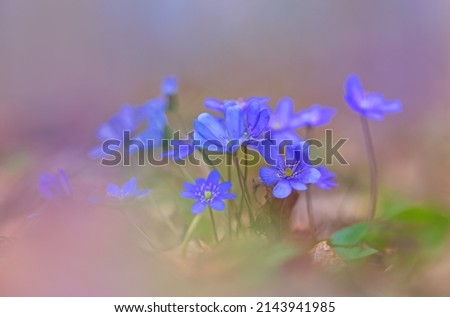 Similar – Image, Stock Photo shining blue Exterior shot