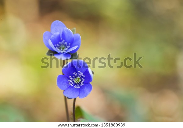 日の当たる午後 森の床にツバメの花 森の中の春の青い花 キクノキ ノビリスの青い花の接写 の写真素材 今すぐ編集