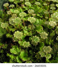 Liverwort - Marchantia