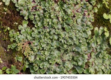 The Liverwort Is A Plant In Phylum Hepatophyta Are One Of Three Ancient Lines Of Bryophytes With Asexual Reproductive Part.