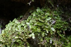 Liverwort Primitive Plant With Water Dripping Off Of Leaves