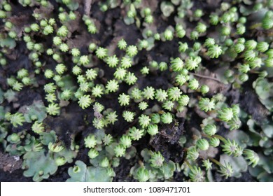 Liverwort (umbrella Liverwort)