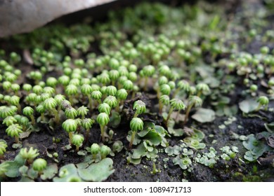 Liverwort (umbrella Liverwort)