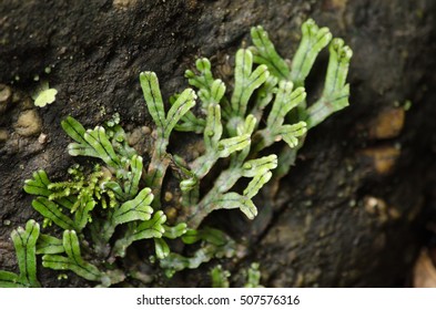 Liverworts. Like Mosses And Hornworts, They Have A Gametophyte-dominant Life Cycle