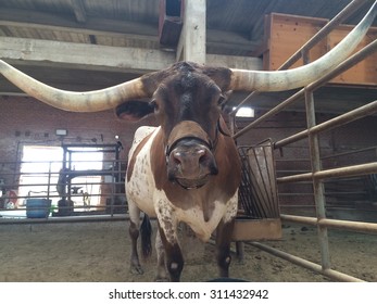 Livery Bull Barn Rodeo Horns Stock Photo 311432942 | Shutterstock