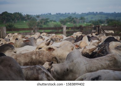 Livestock In The Amazon Is One Of The Largest Vectors Of Deforestation.