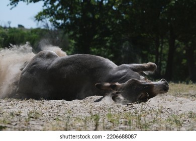 Livestock Animal Behavior Shows Mini Donkey Rolling In Dust Bath During Summer On Farm.