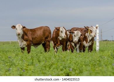 Livestock, Braford Argentinian Cattle, the best all over the world.