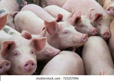 Livestock breeding. Group of pigs in farm yard. - Powered by Shutterstock