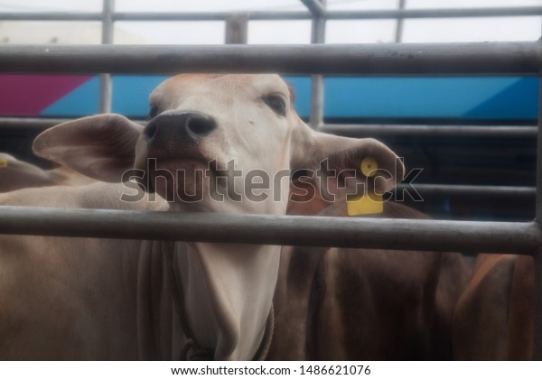 Livestock, Car\
transporting cattle to\
slaughterhouses